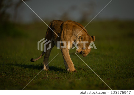 Lioness stands on grass pawing at face 135376947