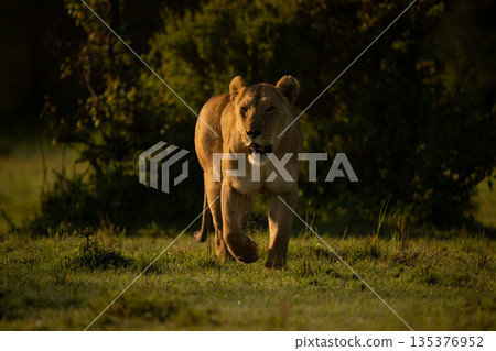 Lioness with catchlight crosses grass toward camera 135376952