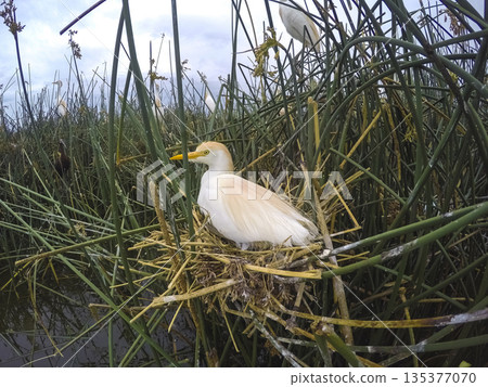 Cattle Egret, Bubulcus ibis, nesting, La Pampa Province, Patagonia, Argentina Cattle Egret, Bubulcus ibis, nesting, La Pampa Province, Patagonia, Argentina 135377070