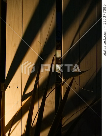 Plants, light and shadow, beautiful, stylish background material 135377099