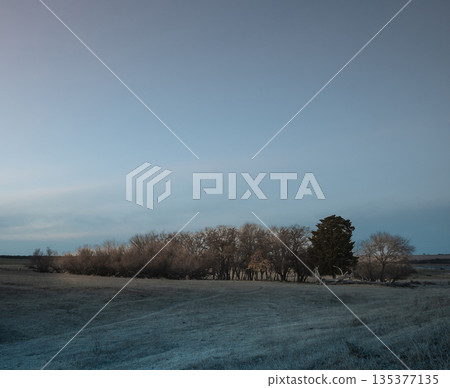 Flowered field in the Pampas Plain, La Pampa Province, Patagonia, Argentina. Flowered field in the Pampas Plain, La Pampa Province, Patagonia, Argentina. 135377135