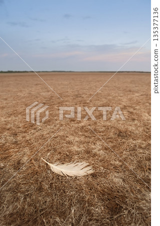 Cracked earth, desertification process, La Pampa Province, Patagonia, Argentina. Cracked earth, desertification process, La Pampa Province, Patagonia, Argentina. 135377136