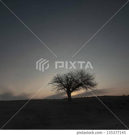 Flowered field in the Pampas Plain, La Pampa Province, Patagonia, Argentina. Flowered field in the Pampas Plain, La Pampa Province, Patagonia, Argentina. 135377145