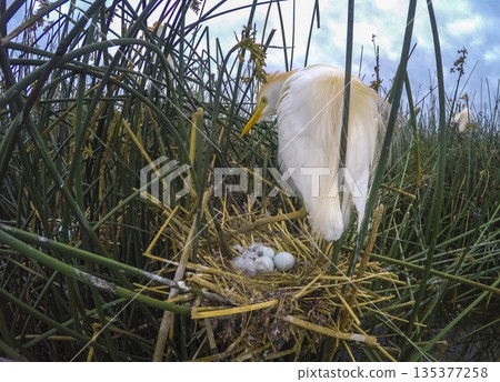 Cattle Egret, Bubulcus ibis, nesting, La Pampa Province, Patagonia, Argentina 135377258