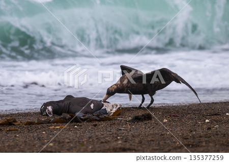 Giant Petrel , Peninsula Valdes, Unesco World heritage site, Chubut Province, Patagonia, Argentina. 135377259