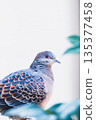 一隻斑鳩的特寫，頸部有著美麗的虹彩圖案。 135377458