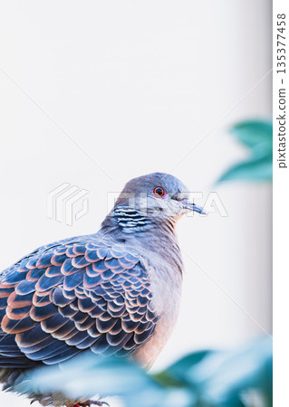 一隻斑鳩的特寫,頸部有著美麗的虹彩圖案。 一隻斑鳩的特寫,頸部有著美麗的虹彩圖案。 135377458