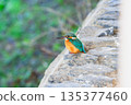 翠鳥棲息在石牆上 135377460