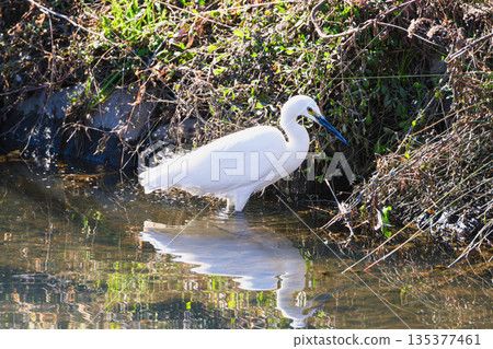 白鷺鷥在水邊捕獵(水面上的倒影) 白鷺鷥在水邊捕獵(水面上的倒影) 135377461