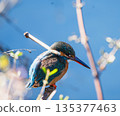 翠鳥棲息在樹枝上 135377463