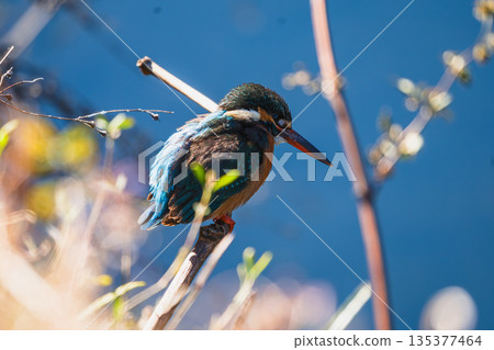 翠鳥瞄準獵物 翠鳥瞄準獵物 135377464