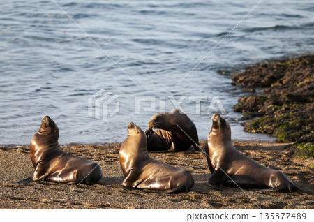 Sea Lions on beach, Peninsula Valdes, World Heritage Site, Patagonia, Argentina 135377489