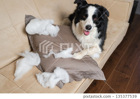 Naughty playful puppy dog border collie after mischief biting pillow lying on couch at home. Guilty dog and destroyed living room. Damage messy home and puppy with funny guilty look Naughty playful puppy dog border collie after mischief biting pillow lying on couch at home. Guilty dog and destroyed living room. Damage messy home and puppy with funny guilty look 135377539