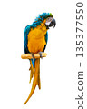 macaw parrot parakeet perching on branch on Transparent background isolate 135377550