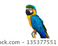 macaw parrot parakeet perching on branch on Transparent background isolate 135377551
