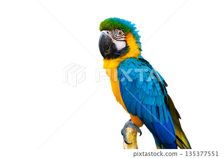 macaw parrot parakeet perching on branch on Transparent background isolate 135377551