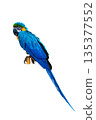 macaw parrot parakeet perching on branch on Transparent background isolate 135377552
