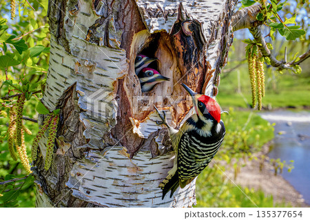 Nurturing woodpecker feeds hungry chicks in tree cavity. A woodpecker, possibly a Yellow-bellied Sapsucker (*Sphyrapicus varius*), is perched on a tree trunk near a cavity. 135377654