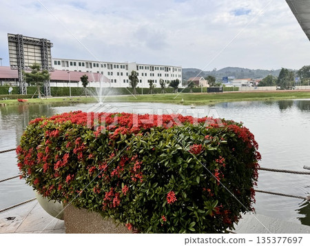 a flowerbed with beautiful flowers stands on the street in Asia 135377697