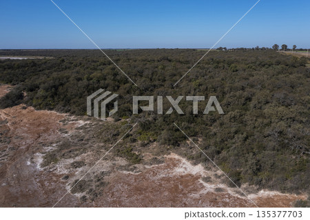 Pampas forest, Calden tree, Prosopis Caldenia, endemic species in La Pampa, Patagonia, Argentina Pampas forest, Calden tree, Prosopis Caldenia, endemic species in La Pampa, Patagonia, Argentina 135377703