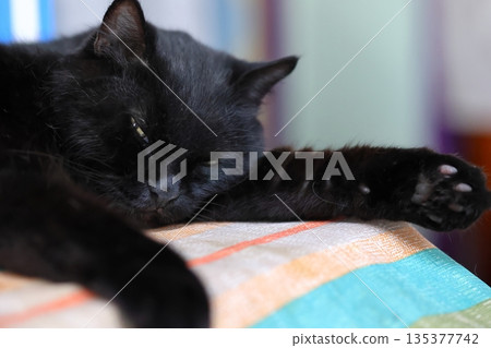 黑白相間的動物跪在地上，眼睛半睜著。 135377742