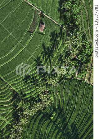 Verdant Rice Paddies, Lush Green Rice Terraces From Drone Perspective Verdant Rice Paddies, Lush Green Rice Terraces From Drone Perspective 135377793
