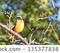 Daurian Redstart male perched on a plum tree 135377838