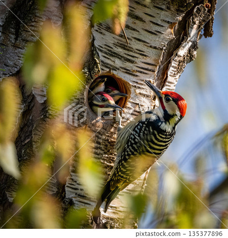 Nurturing woodpecker feeds hungry chicks in tree cavity. A woodpecker, possibly a Yellow-bellied Sapsucker (*Sphyrapicus varius*), is perched on a tree trunk near a cavity. 135377896