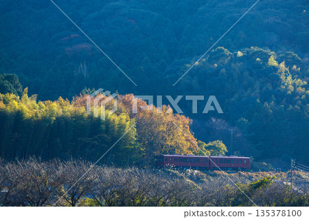 The Heisei Chikuho Railway's "CotoCoto Train" runs through the autumn leaves The Heisei Chikuho Railway's "CotoCoto Train" runs through the autumn leaves 135378100