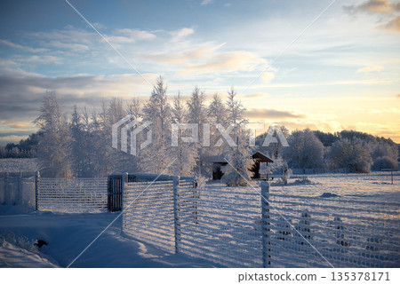 Golden Winter Light Touching Snow Covered Trees Near Rural Fence Golden Winter Light Touching Snow Covered Trees Near Rural Fence 135378171