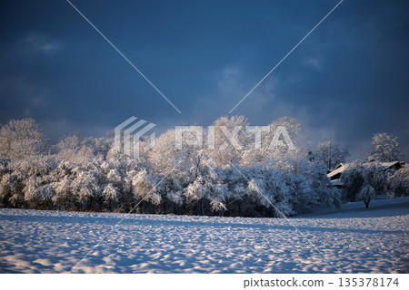 Bright Snowy Meadow With Sunlit Frosted Forest Under Clear Blue Sky 135378174