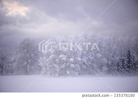 Quiet Winter Meadow With Soft Fog And Frosted Trees Under Pale Sky 135378180
