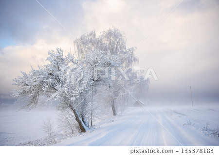 Snowy Country Road Lined With Frosted Trees in Morning Haze Snowy Country Road Lined With Frosted Trees in Morning Haze 135378183