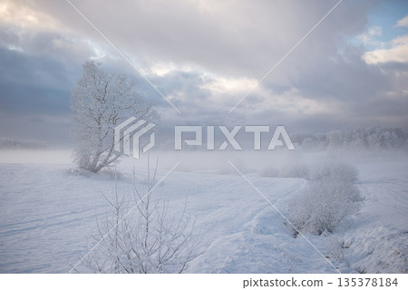 Gentle Winter Meadow With Fog And Soft Pastel Sky Gentle Winter Meadow With Fog And Soft Pastel Sky 135378184