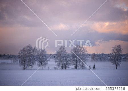 Frosted Birch Trees In Open Snowy Field Under Dramatic Winter Sky Frosted Birch Trees In Open Snowy Field Under Dramatic Winter Sky 135378236