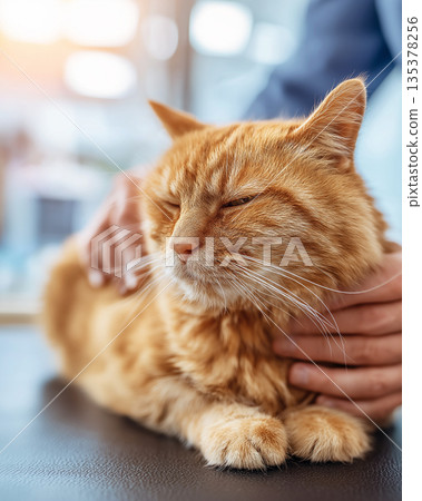 Orange tabby cat being petted at a veterinary clinic. Soft light highlights the cat's fur as it rests peacefully. Orange tabby cat being petted at a veterinary clinic. Soft light highlights the cat's fur as it rests peacefully. 135378256