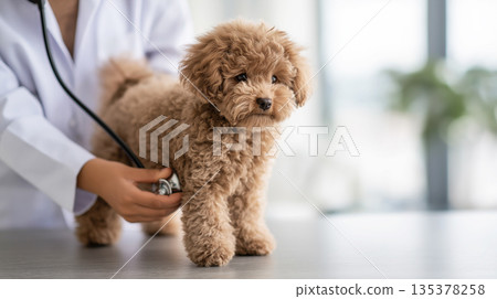 Poodle and veterinarian examine the dog with a stethoscope at a veterinary clinic. Calm professional care is in progress. Poodle and veterinarian examine the dog with a stethoscope at a veterinary clinic. Calm professional care is in progress. 135378258