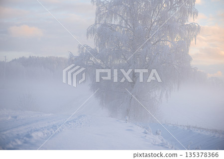 Frost Laden Birch Rising From Morning Mist Frost Laden Birch Rising From Morning Mist 135378366