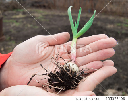 Women hands planting garlic. The concept of labor day and world environment day Women hands planting garlic. The concept of labor day and world environment day 135378408