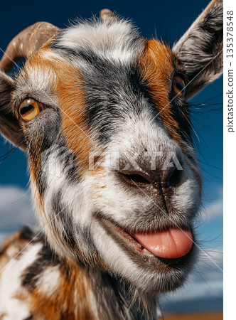 Goat sticks its tongue out in a blue sky background. Close-up view reveals the goat with colorful fur under bright daylight. 135378548