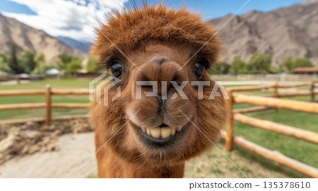 Alpaca smiling toward viewer at farm with mountains. Sunny day with blue sky. 135378610