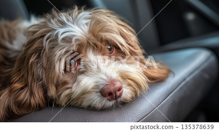 Small dog rests on a car seat. Brown and white fur glows in warm light as the dog gazes off to the side. 135378639