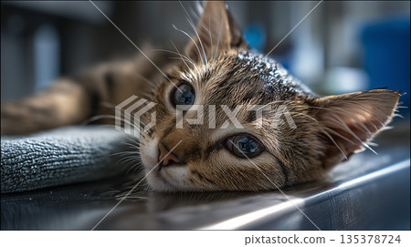 Cat rests on a metal counter. Close-up reveals glossy eyes and whiskers. 135378724
