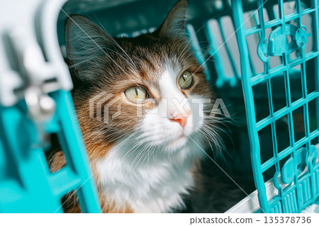 Calico cat in a teal pet carrier looks out. Soft daylight highlights the cat inside the teal crate. Calico cat in a teal pet carrier looks out. Soft daylight highlights the cat inside the teal crate. 135378736