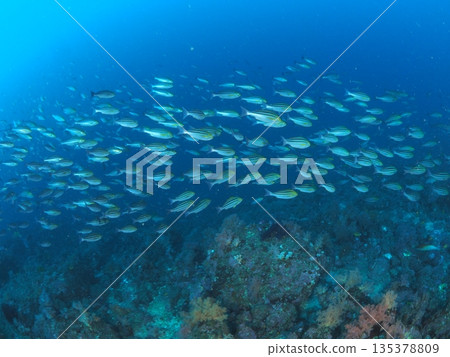 一群石斑魚在伊豆和伊東附近海域巡弋。水下照片,魚群的影子清晰可見(留白)。 一群石斑魚在伊豆和伊東附近海域巡弋。水下照片,魚群的影子清晰可見(留白)。 135378809