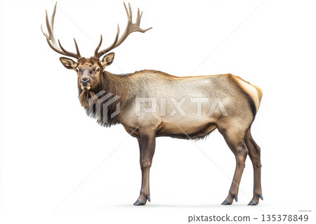 Majestic elk with antlers standing in the forest, a symbol of nature and wildlife Majestic elk with antlers standing in the forest, a symbol of nature and wildlife 135378849