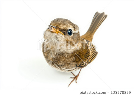 Bird wildlife sparrow in nature, avian feathers in flight, perched on branch with small songbird. Bird wildlife sparrow in nature, avian feathers in flight, perched on branch with small songbird. 135378859