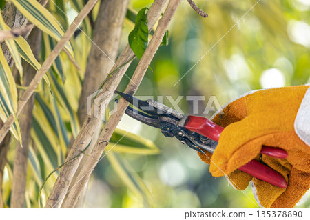 Gardener Using Pruning Shears to Trim Plants 135378890
