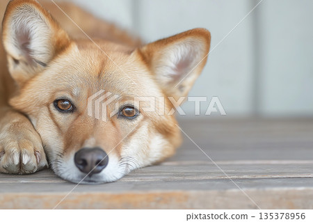 coyote with cute eyes and brown fur relaxing on the floor indoors, portrait shot coyote with cute eyes and brown fur relaxing on the floor indoors, portrait shot 135378956