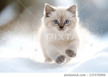 Adorable Ragdoll kitten with blue eyes playing in fluffy snow during winter. 135378999